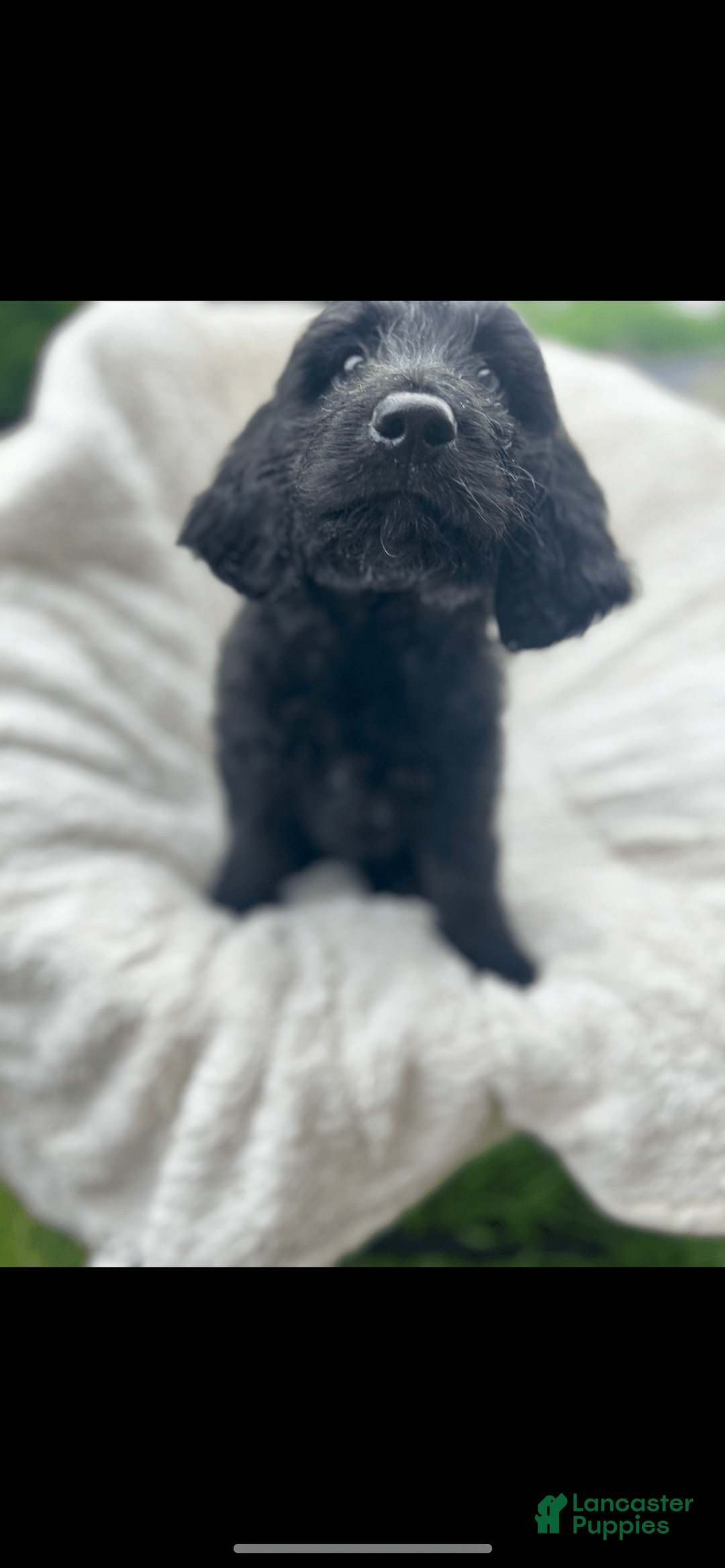 Bernedoodle dogs for sale: Magic - Image 2
