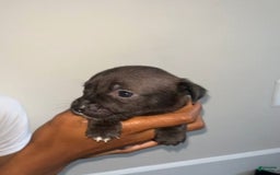 American Pit Bull Terrier dogs for sale: Yang - Image 1