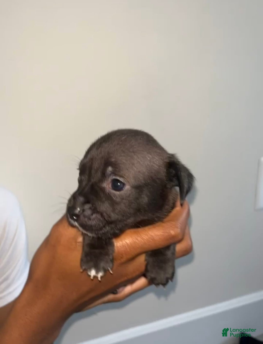 American Pit Bull Terrier dogs for sale: Yang - Image 1