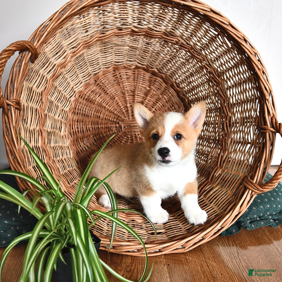 Welsh Corgi Pembroke dogs for sale: Will - Image 3