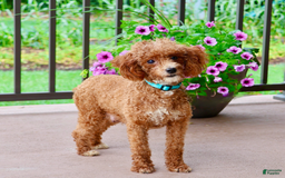 Toy Poodle dogs for sale: Eve - Image 4