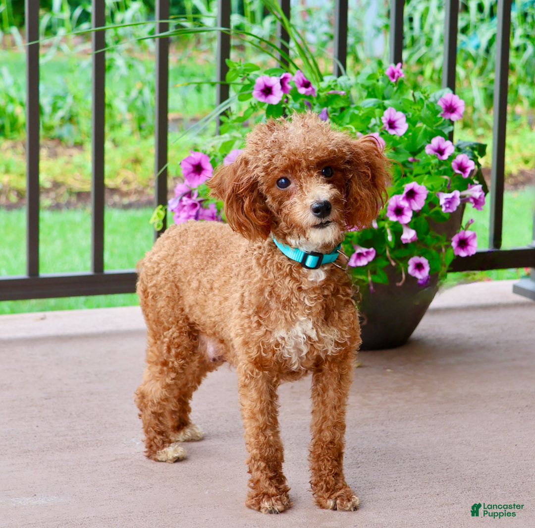 Toy Poodle dogs for sale: Eve - Image 4