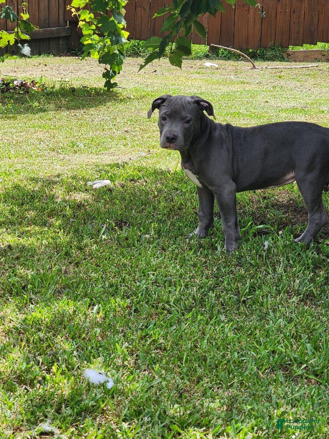 American Bully dogs for sale: Razor Edge Pup - Image 10