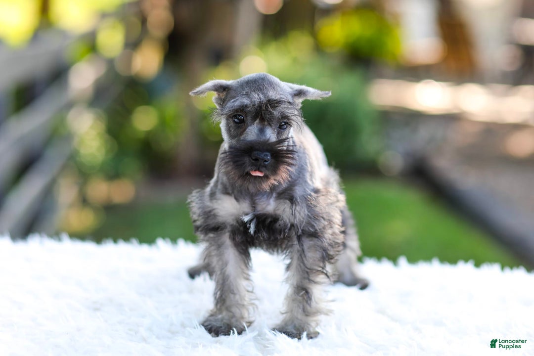Miniature Schnauzer dogs for sale: Bingo - Image 4