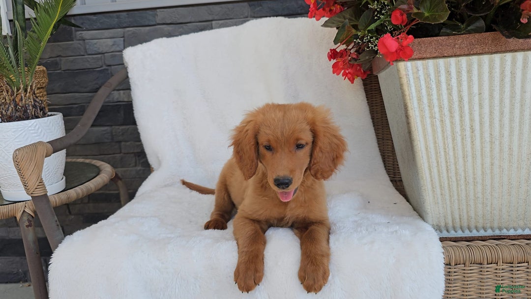 Goldendoodle dogs for sale: ARROW - Image 2