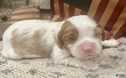 Cavalier King Charles Spaniel dogs for sale: Thomas - Image 1