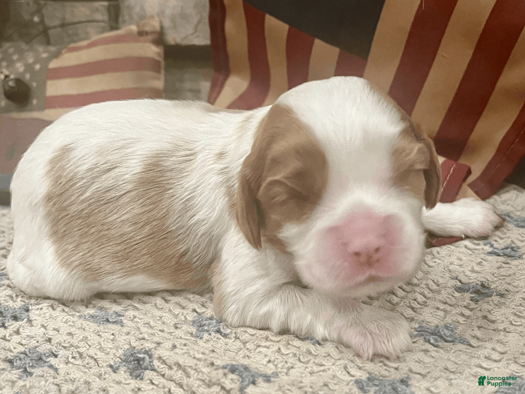 Cavalier King Charles Spaniel dogs for sale: Thomas - Image 1