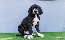 Great Dane dogs for sale: Trever - Image 19