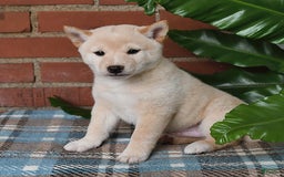 Shiba Inu dogs for sale: Frisky - Image 1
