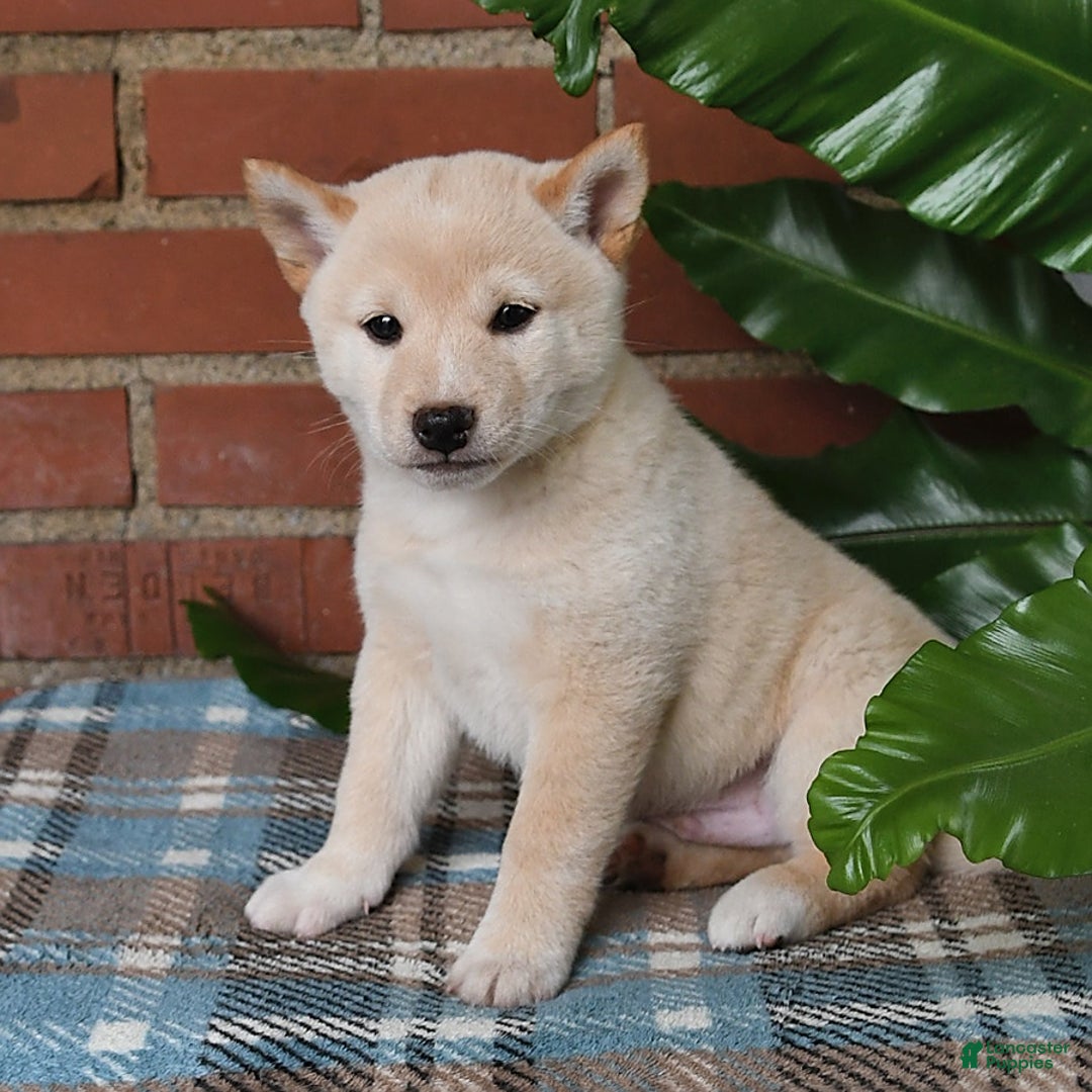 Shiba Inu dogs for sale: Frisky - Image 1