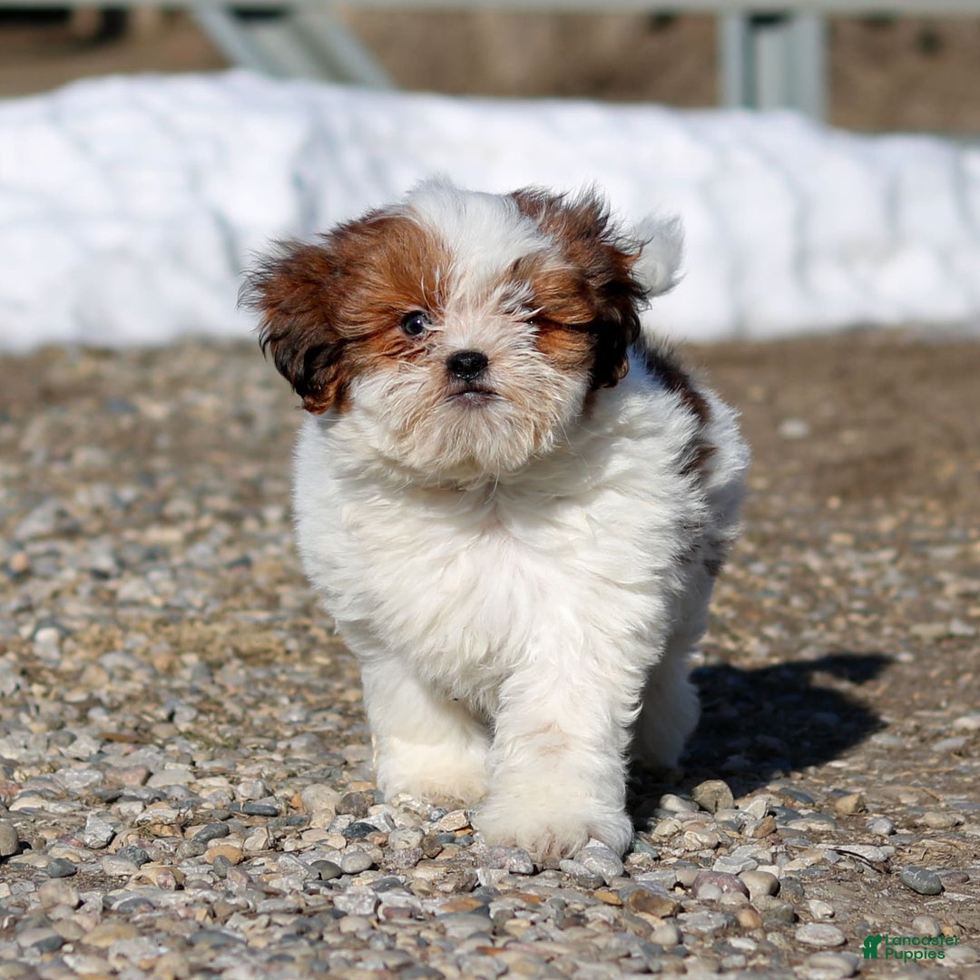 Shihpoo dogs for sale: Buster - Image 17