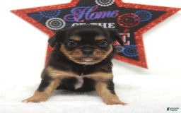Chihuahua dogs for sale: Luca - Image 1