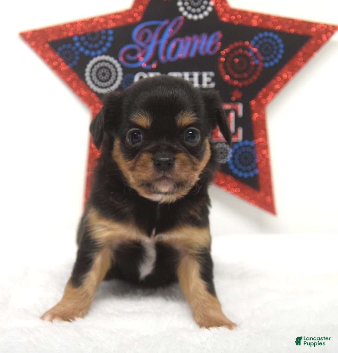 Chihuahua dogs for sale: Luca - Image 1
