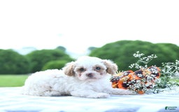 Toy Poodle dogs for sale: Karter - Image 12