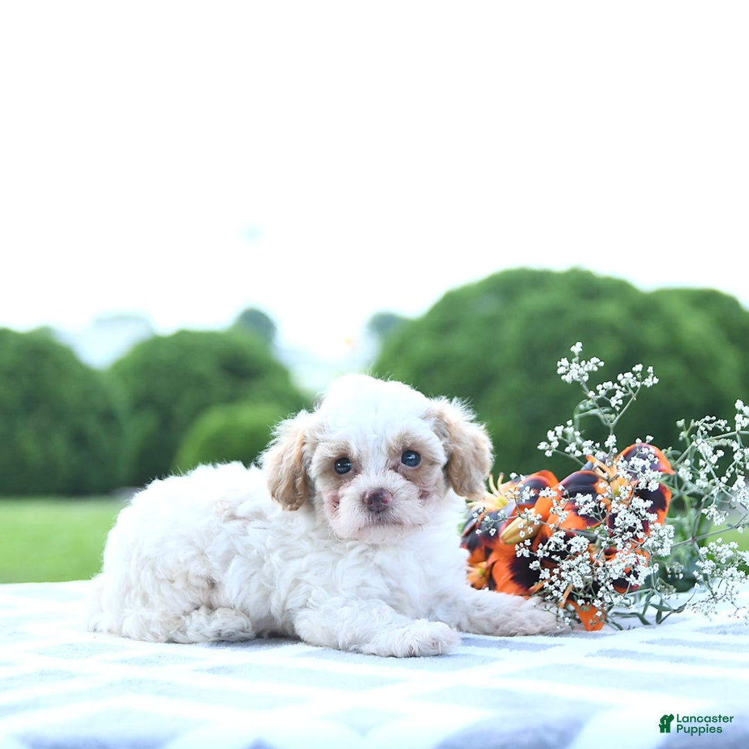 Toy Poodle dogs for sale: Karter - Image 12