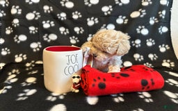 Toy Poodle dogs for sale: Honey - Image 1