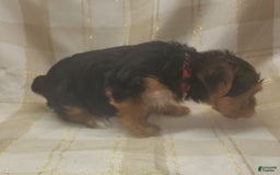 Yorkshire Terrier dogs for sale: Alexa - Image 4