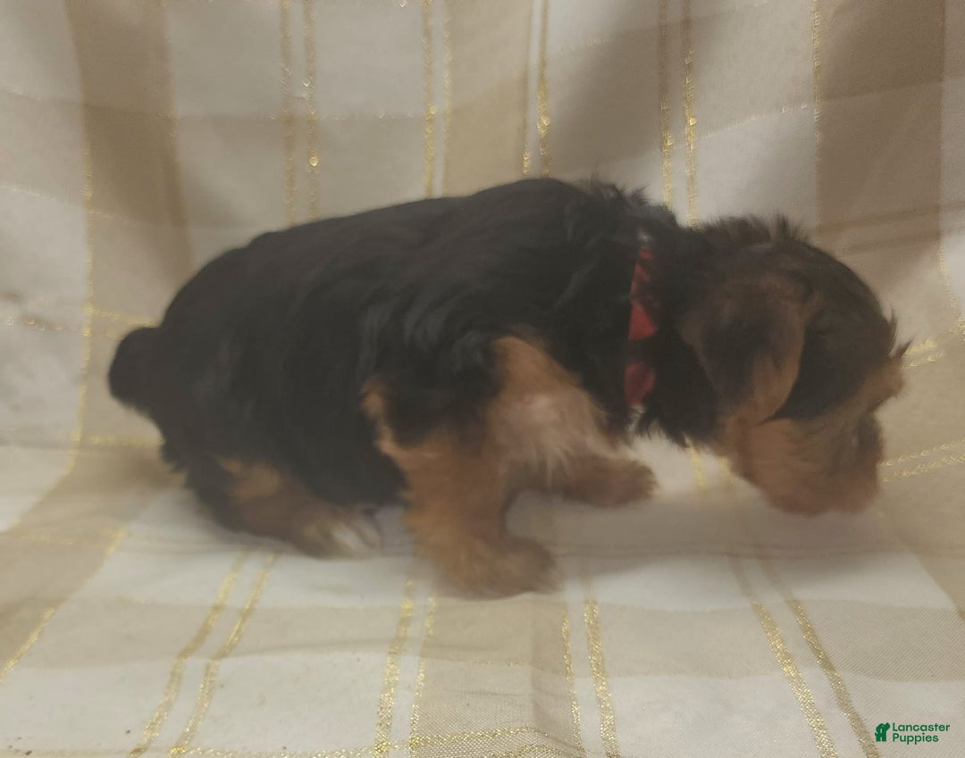 Yorkshire Terrier dogs for sale: Alexa - Image 4