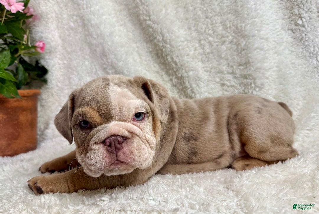 English Bulldog dogs for sale: Mose - Image 2