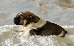 English Bulldog dogs for sale: Bomba - Image 6