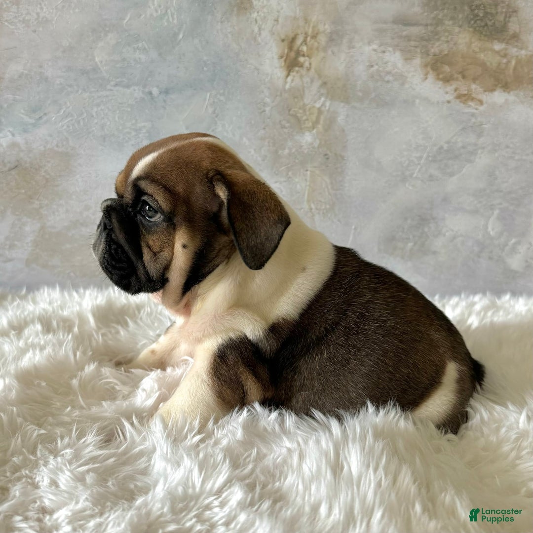 English Bulldog dogs for sale: Bomba - Image 6