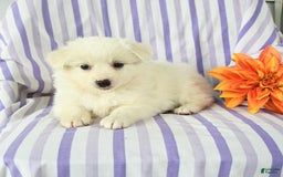 Eskipoo dogs for sale: Mona - Image 2