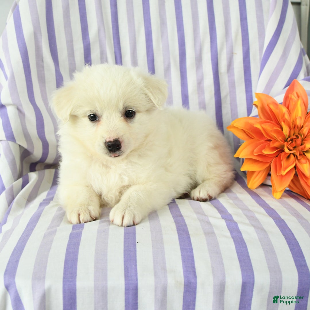 Eskipoo dogs for sale: Mona - Image 2