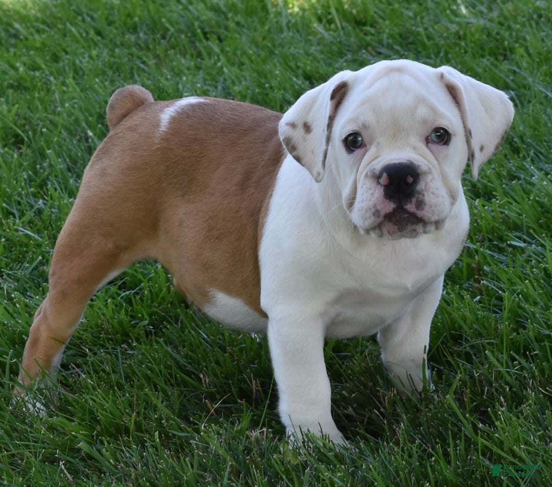 Beabull dogs for sale: Tessa - Image 3