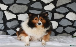 Shetland Sheepdog dogs for sale: Buddy - Image 11