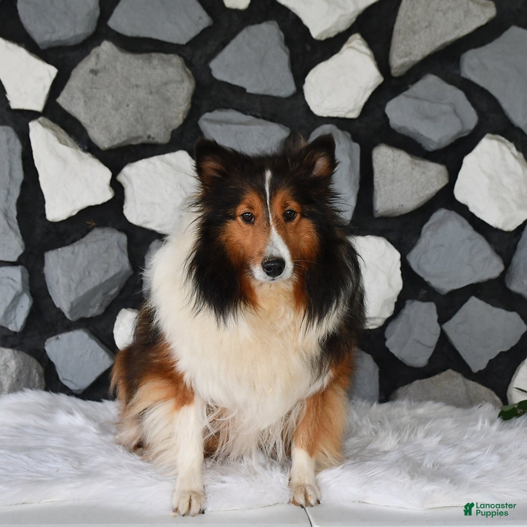 Shetland Sheepdog dogs for sale: Buddy - Image 11