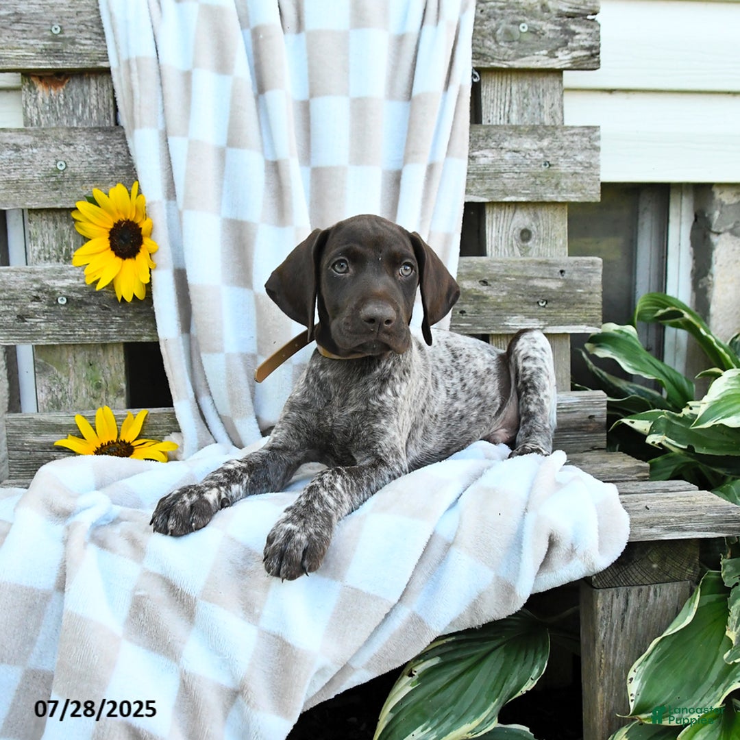 German Shorthaired Pointer dogs for sale: Loki - Image 1