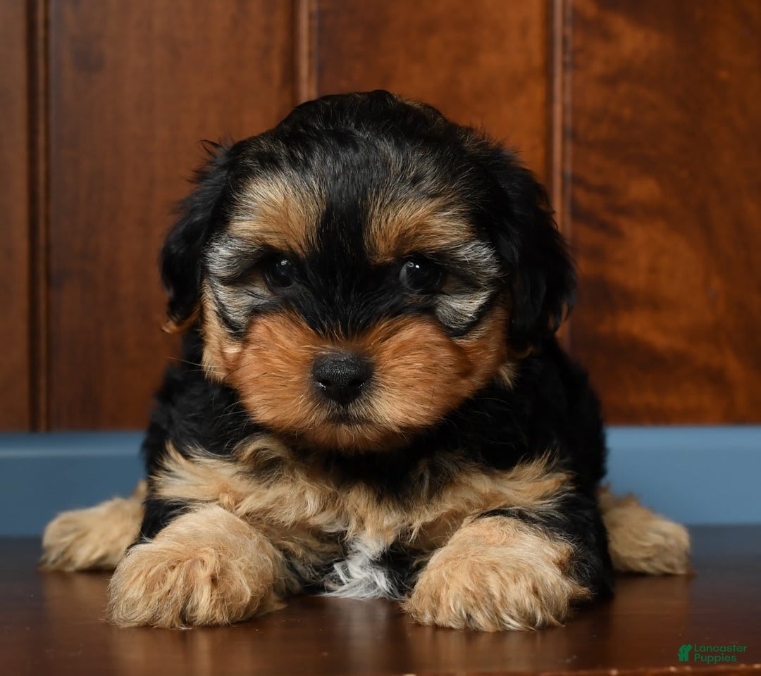 Yorkiepoo dogs for sale: Bella - Image 8