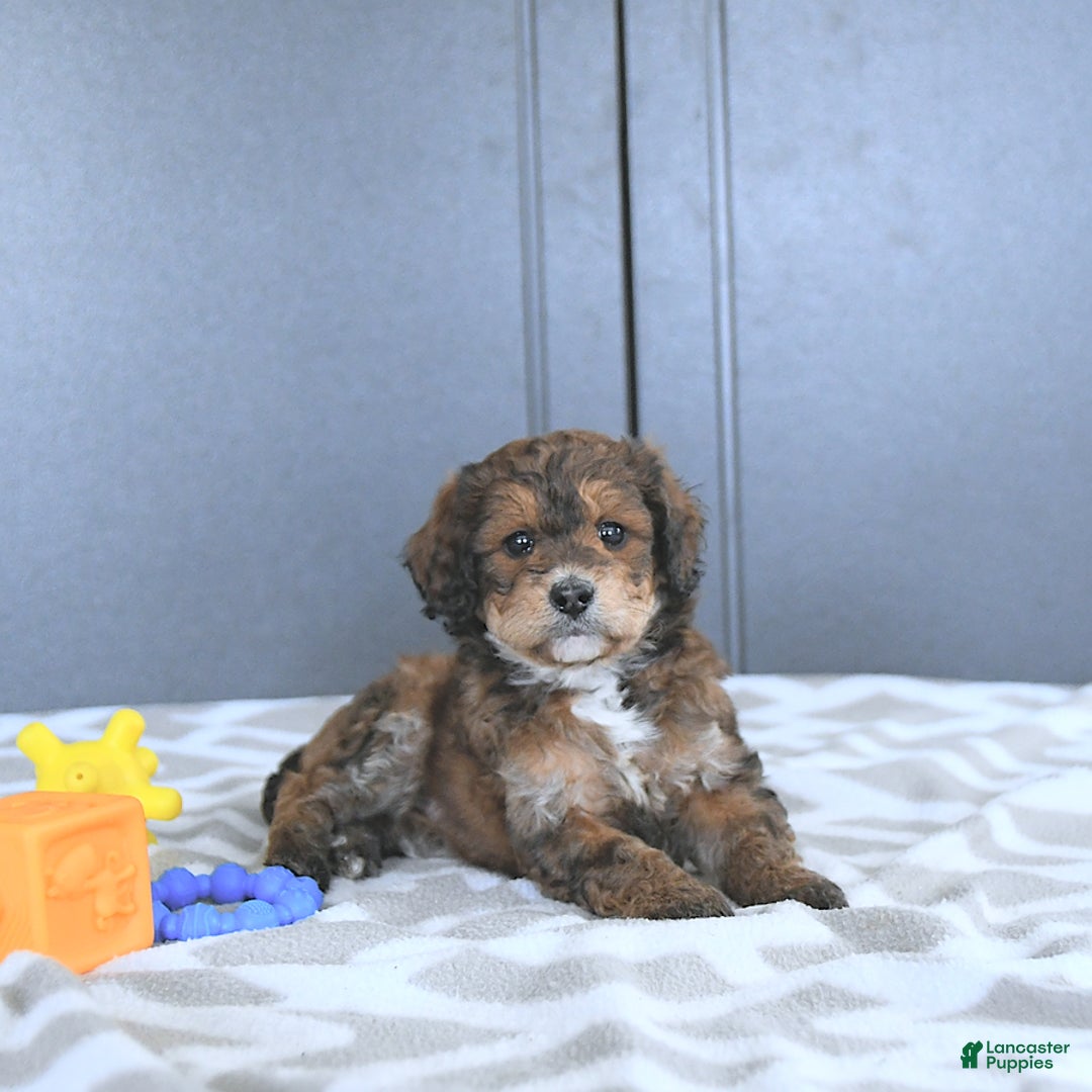Mini Bernedoodle dogs for sale: Khloe - Image 4