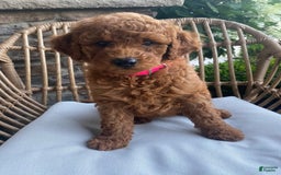 Mini Goldendoodle dogs for sale: Lily - Image 1