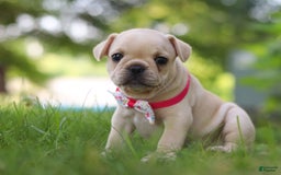 French Bulldog dogs for sale: Lacey - Image 10