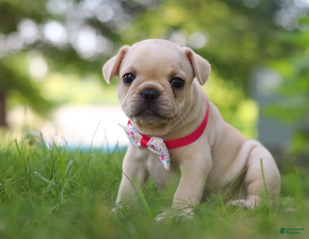 French Bulldog dogs for sale: Lacey - Image 10