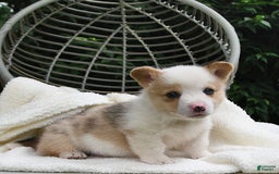 Welsh Corgi Pembroke dogs for sale: Thorne - Image 4