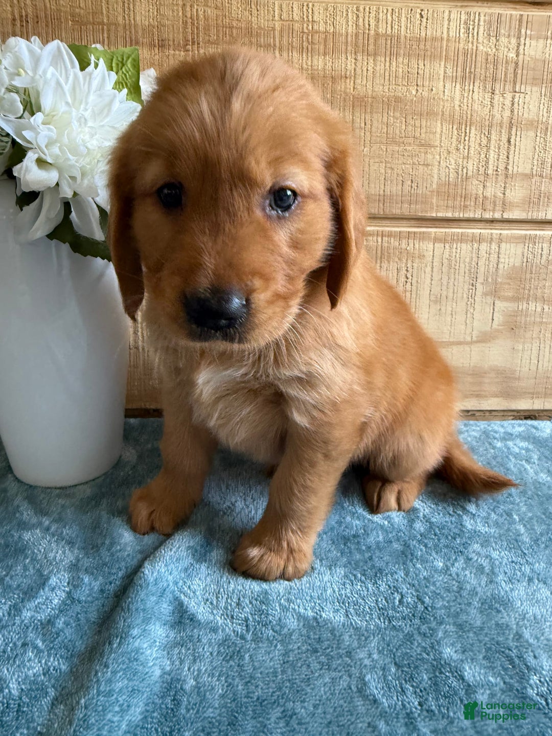 Golden Retriever dogs for sale: Lola - Image 9