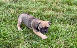 French Bulldog dogs for sale: Joy - Image 3
