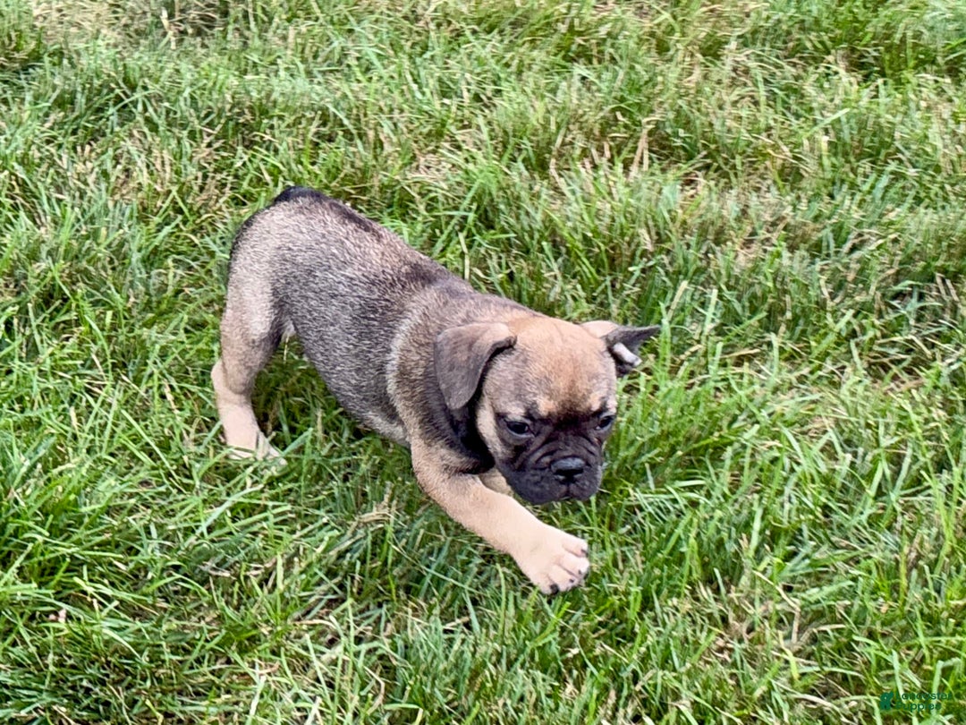 French Bulldog dogs for sale: Joy - Image 3