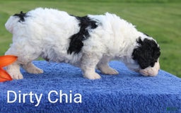 Spanish Water Dog dogs for sale: Dirty Chia - Image 3