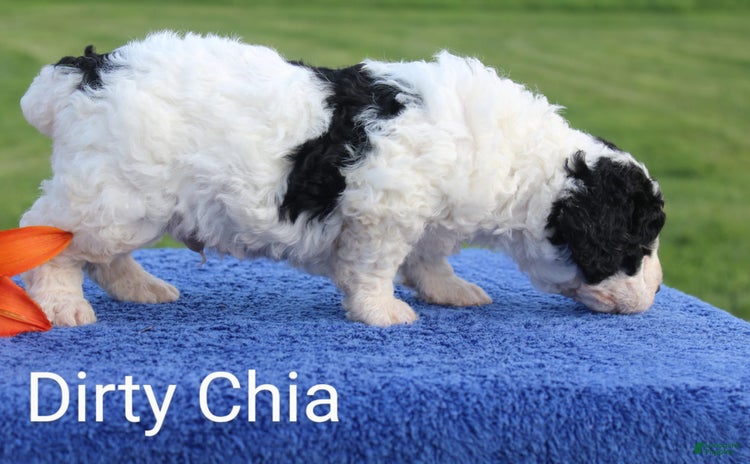 Spanish Water Dog dogs for sale - Ad 3