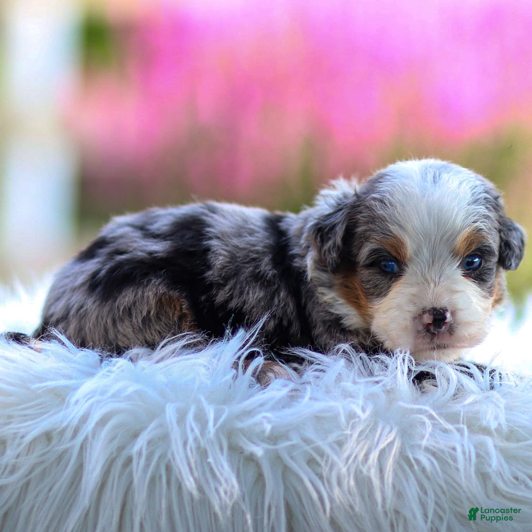 Mini Bernedoodle dogs for sale: Mace - Image 8