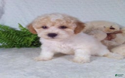 Bichpoo dogs for sale: Jasper - Image 5