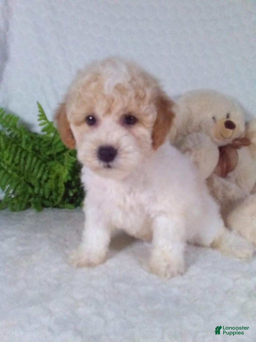 Bichpoo dogs for sale: Jasper - Image 5