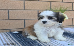 Teddy Bear dogs for sale: Teddy Bear 5 puppies - Image 4