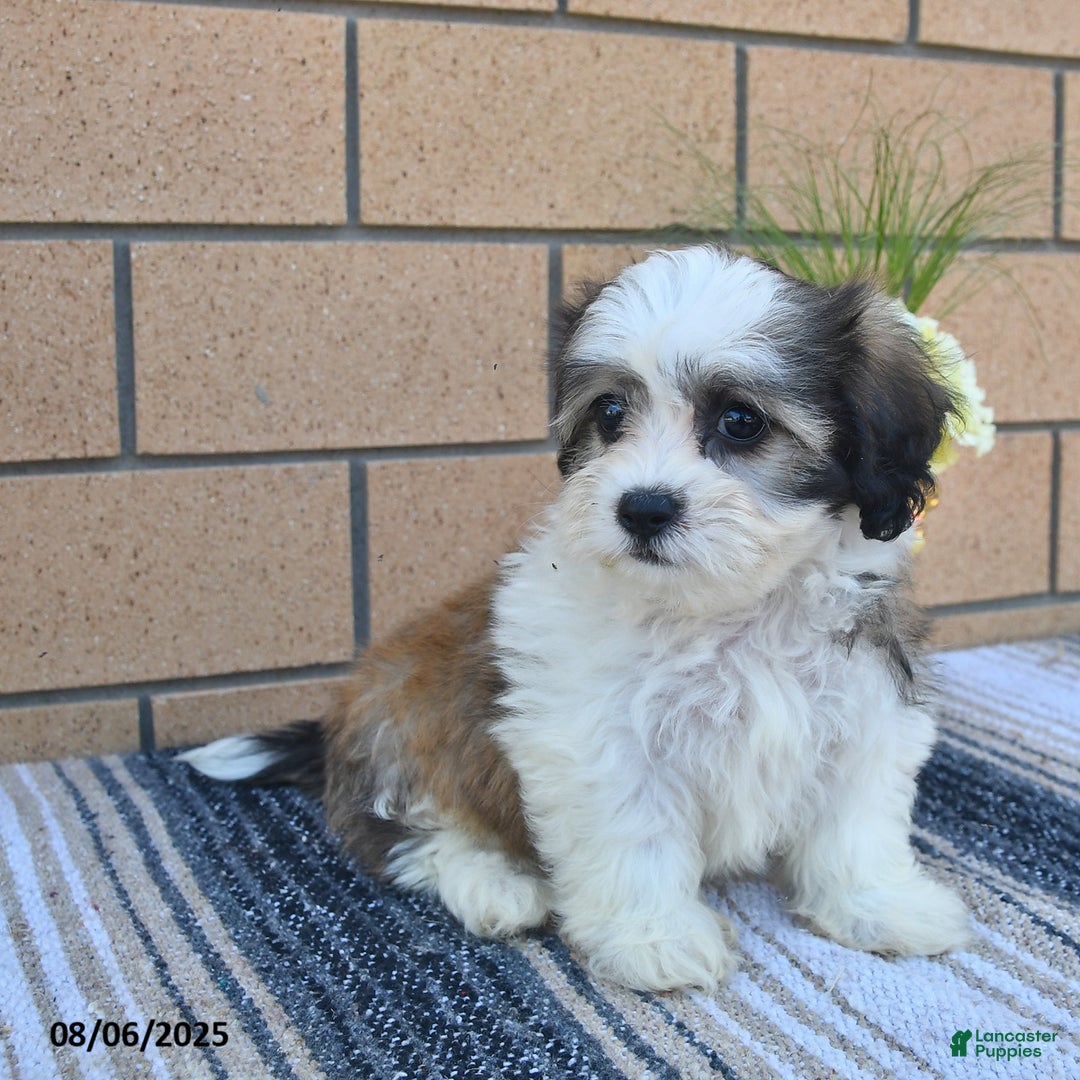 Teddy Bear dogs for sale: Teddy Bear 5 puppies - Image 4