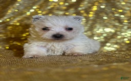 West Highland Terrier dogs for sale: Doughnut - Image 2
