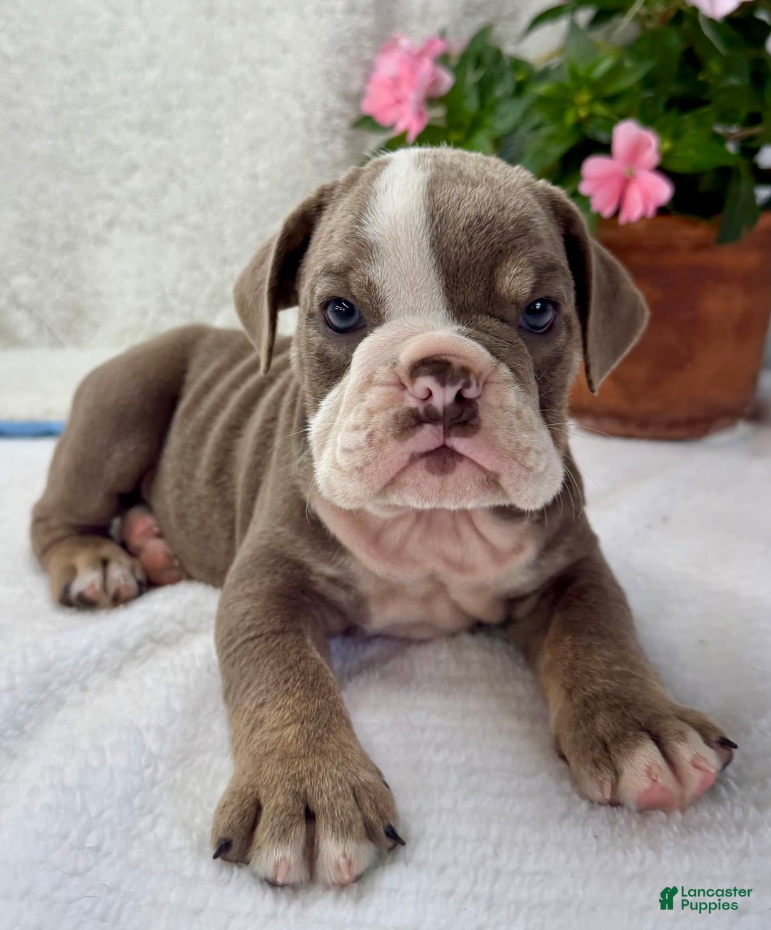 English Bulldog dogs for sale: Elsie - Image 3