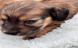 Miniature Dachshund dogs for sale: Max - Image 1
